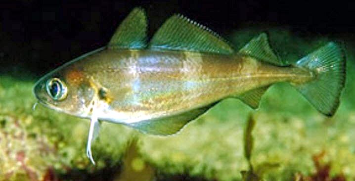 Trisopterus luscus_033281